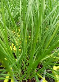 Image result for Schnittknoblauch