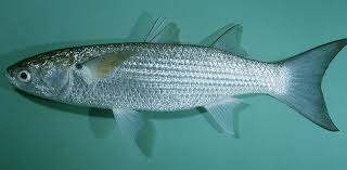 Image result for Crenimugil seheli