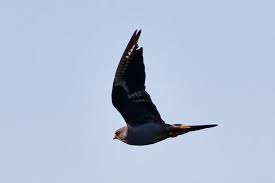 Attēlu rezultāti vaicājumam “Falco vespertinus adult”