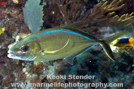 Image result for Caranx ruber