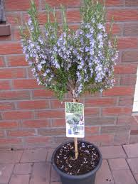 Image result for Rosmarin