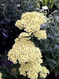 Attēlu rezultāti vaicājumam “Achillea salicifolia flower”