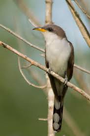 Image result for Coccyzus americanus