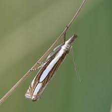Attēlu rezultāti vaicājumam “Crambus silvella”