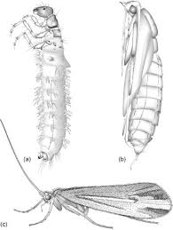 Attēlu rezultāti vaicājumam “Trichoptera”