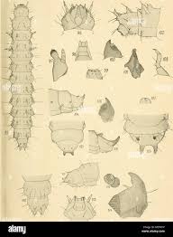 Attēlu rezultāti vaicājumam “Glischrochilus quadripunctatus imago”