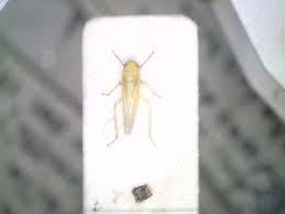 Attēlu rezultāti vaicājumam “Edwardsiana geometrica”