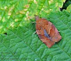 Attēlu rezultāti vaicājumam “Pandemis heparana”
