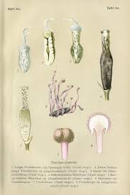 Attēlu rezultāti vaicājumam “Claviceps purpurea”