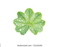 Attēlu rezultāti vaicājumam “Alchemilla vulgaris aggr. leaf”