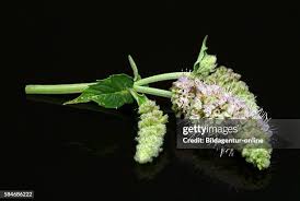 Attēlu rezultāti vaicājumam “Mentha longifolia flower”