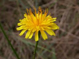 Attēlu rezultāti vaicājumam “Leontodon autumnalis”