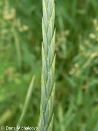 Attēlu rezultāti vaicājumam “Elytrigia repens subsp. arenosa”