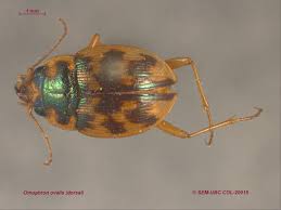 Attēlu rezultāti vaicājumam “Omophron limbatum”