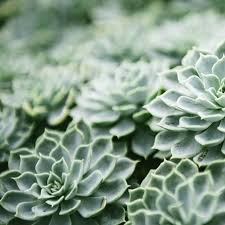 Image result for echtes Hauswurz