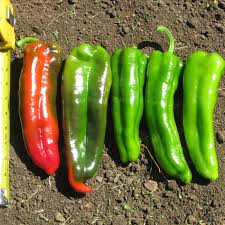 Afbeeldingsresultaat voor giant 3 sweet pepper