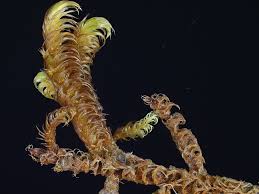 Attēlu rezultāti vaicājumam “Palustriella commutata sporophyte”