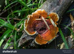 Attēlu rezultāti vaicājumam “Gloeophyllum odoratum”