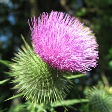 Attēlu rezultāti vaicājumam “Cirsium vulgare flower”