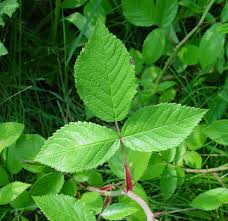 Attēlu rezultāti vaicājumam “Rosa subcanina leaf”
