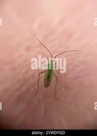 Attēlu rezultāti vaicājumam “Blepharidopterus angulatus”