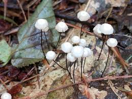 Attēlu rezultāti vaicājumam “Marasmius sp.”