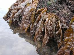 Attēlu rezultāti vaicājumam “Badhamia capsulifera sessile”