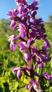 Attēlu rezultāti vaicājumam “Orchis mascula bud”