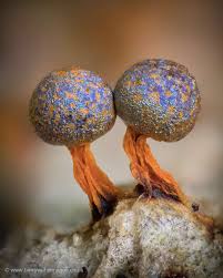 Attēlu rezultāti vaicājumam “Physarum confertum macro”