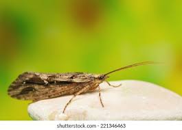 Attēlu rezultāti vaicājumam “Trichoptera”