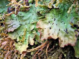 Attēlu rezultāti vaicājumam “Peltigera extenuata”