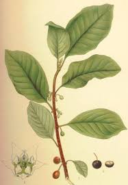 Attēlu rezultāti vaicājumam “Frangula alnus”