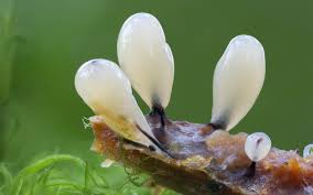 Attēlu rezultāti vaicājumam “Collaria rubens macro”