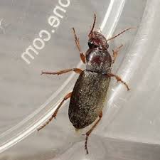 Attēlu rezultāti vaicājumam “Pseudoophonus rufipes”