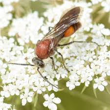 Attēlu rezultāti vaicājumam “Anthrenus sp. imago”