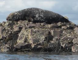 Image result for Aylesbury Ducks Sub Aqua Club