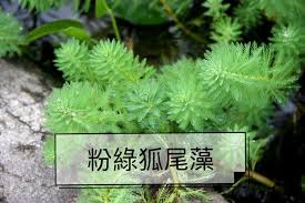 「粉綠狐尾藻」的圖片搜尋結果