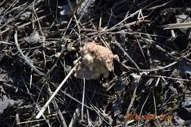 Attēlu rezultāti vaicājumam “Fuligo leviderma plasmodium”