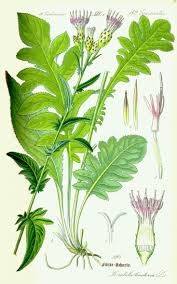 Attēlu rezultāti vaicājumam “Serratula tinctoria leaf”