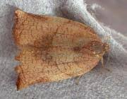 Attēlu rezultāti vaicājumam “Archips podana female”