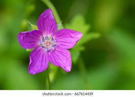 Attēlu rezultāti vaicājumam “Geranium palustre flower”