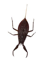 Attēlu rezultāti vaicājumam “Nepa cinerea”