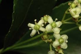 Attēlu rezultāti vaicājumam “Euonymus flower”