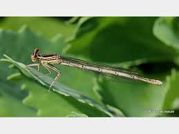 Attēlu rezultāti vaicājumam “Platycnemis pennipes”