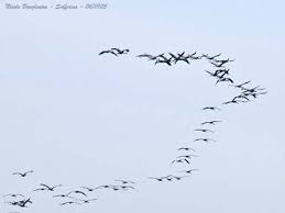 Attēlu rezultāti vaicājumam “Grus grus eggs”