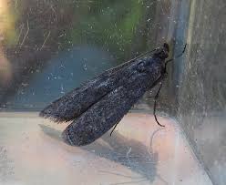 Attēlu rezultāti vaicājumam “Ortholepis betulae”