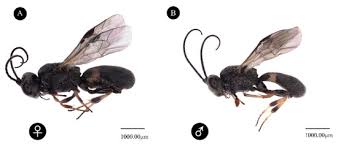 Attēlu rezultāti vaicājumam “Choerades sp.”