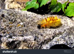 Attēlu rezultāti vaicājumam “Acronicta aceris larva”