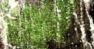 Attēlu rezultāti vaicājumam “Calliergonella cuspidata sporophyte”