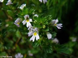 Image result for Euphrasia stricta